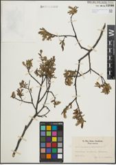 Foto von Salix lapponum L. x Salix myrtilloides L.